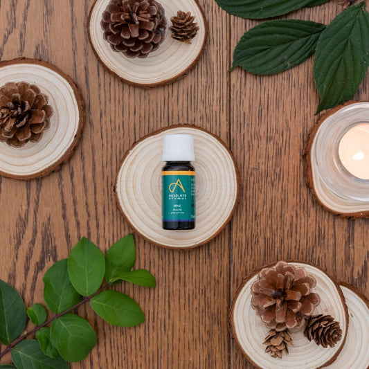 Pine Scotch (Siberia)