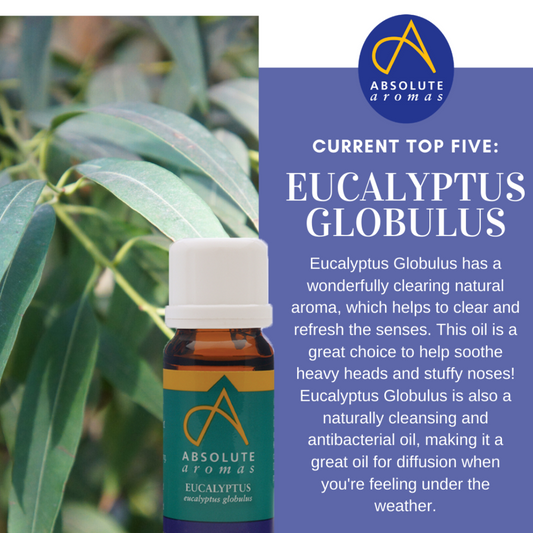 Eucalyptus Globulus (China)