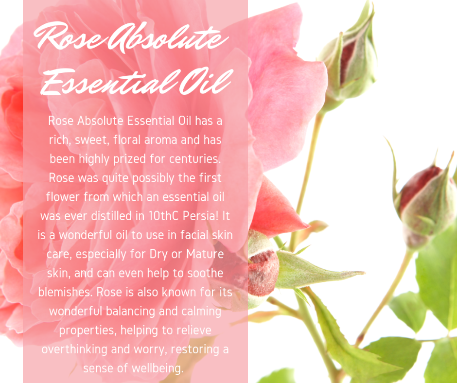 Rose Absolute