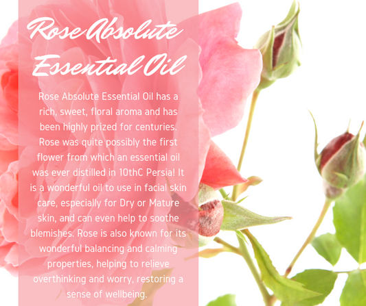 Rose Absolute